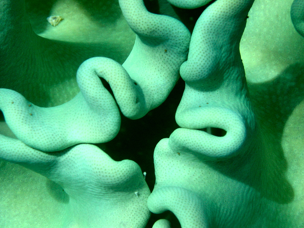 Bunaken / Snorkeling.