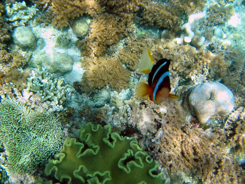 Bunaken / Snorkeling.