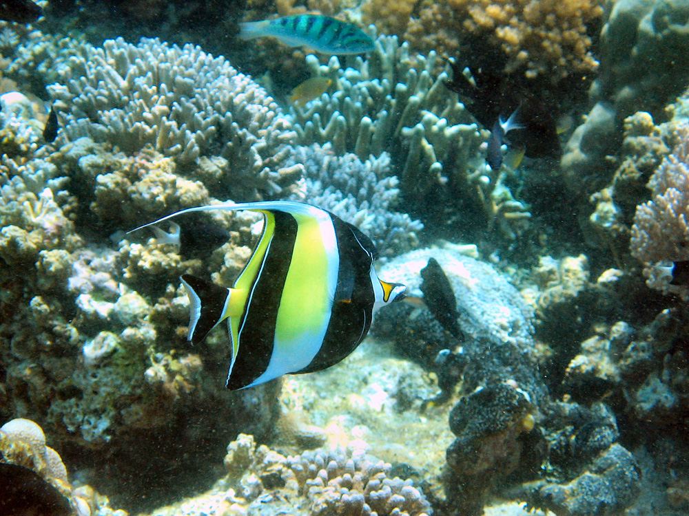 Bunaken / Snorkeling.