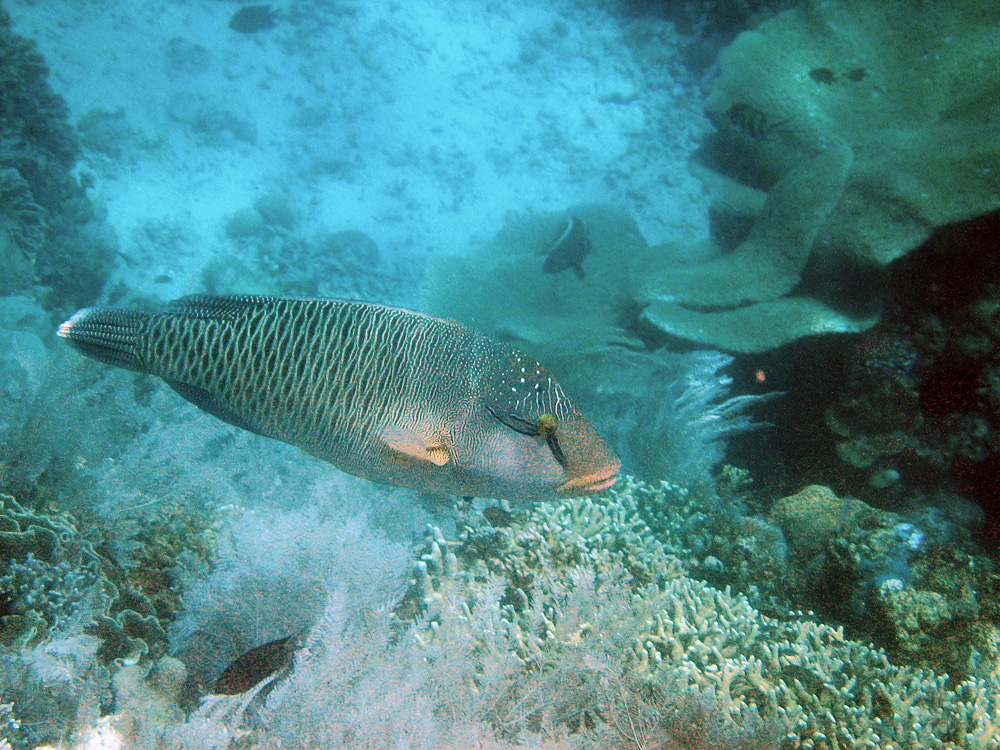 Bunaken / Snorkeling.