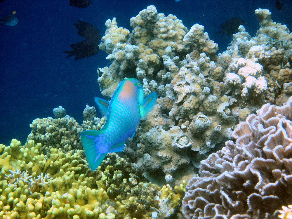Bunaken / Snorkeling.