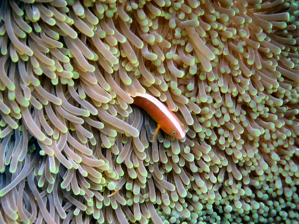 Bunaken / Snorkeling.