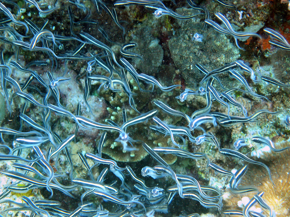 Bunaken / Snorkeling.