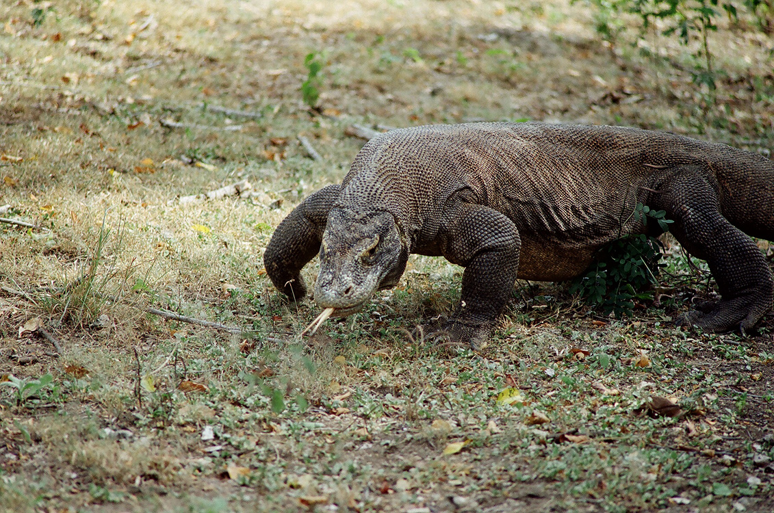 Indonesia, 2007