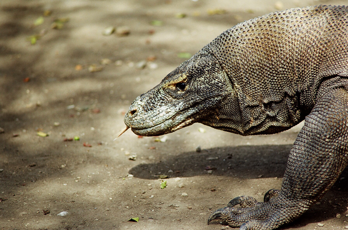 Indonesia, 2007
