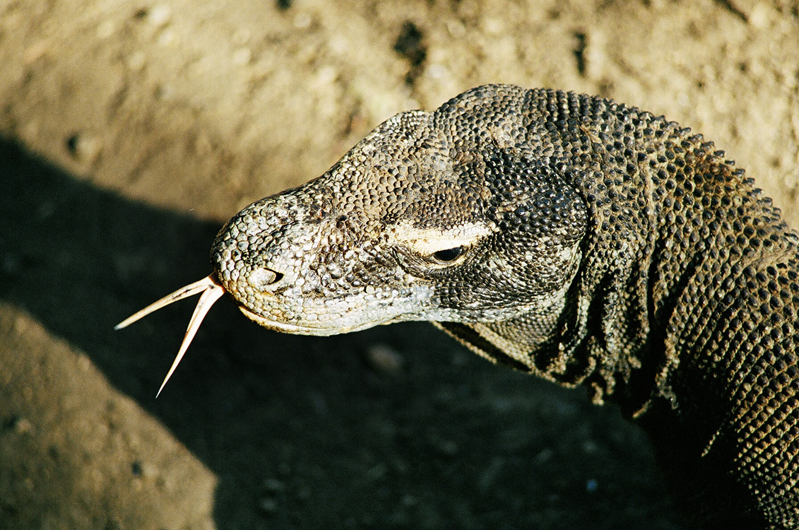 Indonesia, 2007