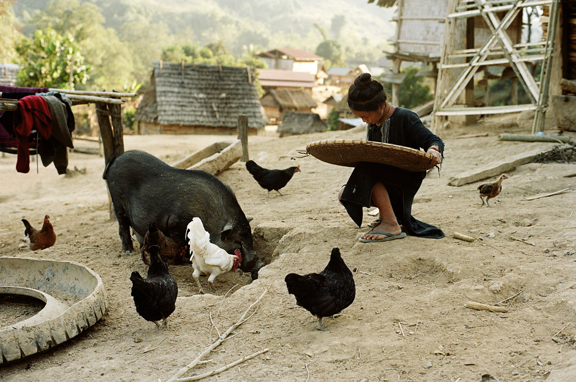 Tri du riz (village Lanten, ZNP de Nam Ha)