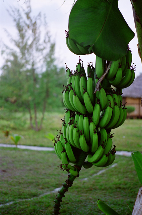 Madagascar, 2010