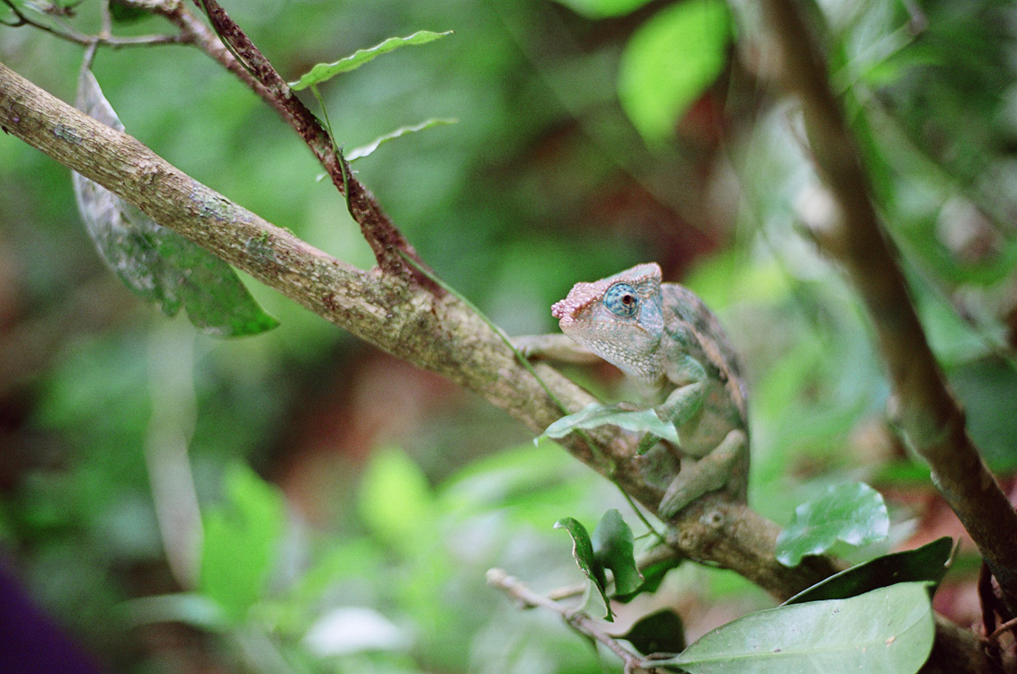 Madagascar, 2010