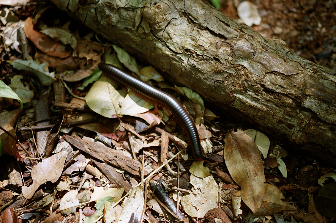Madagascar, 2010