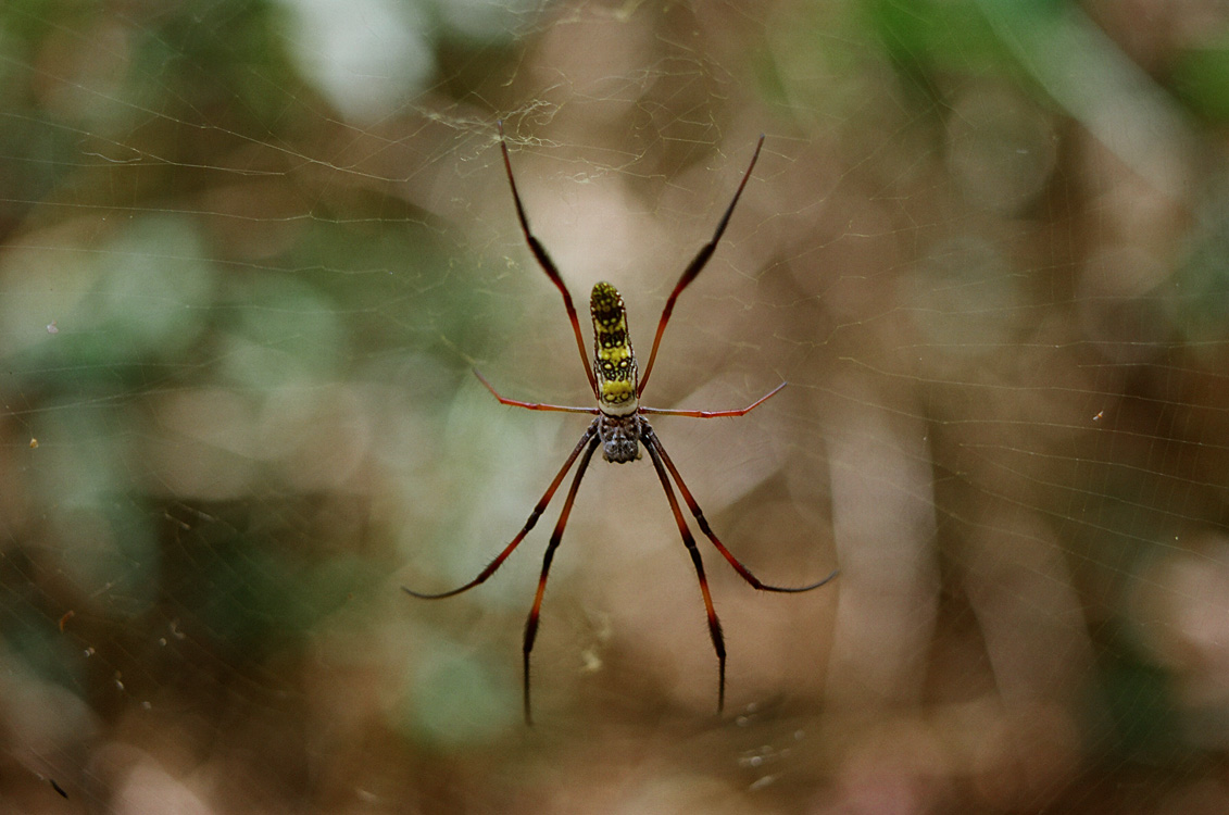 Madagascar, 2010