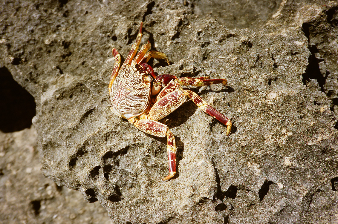 Madagascar, 2010