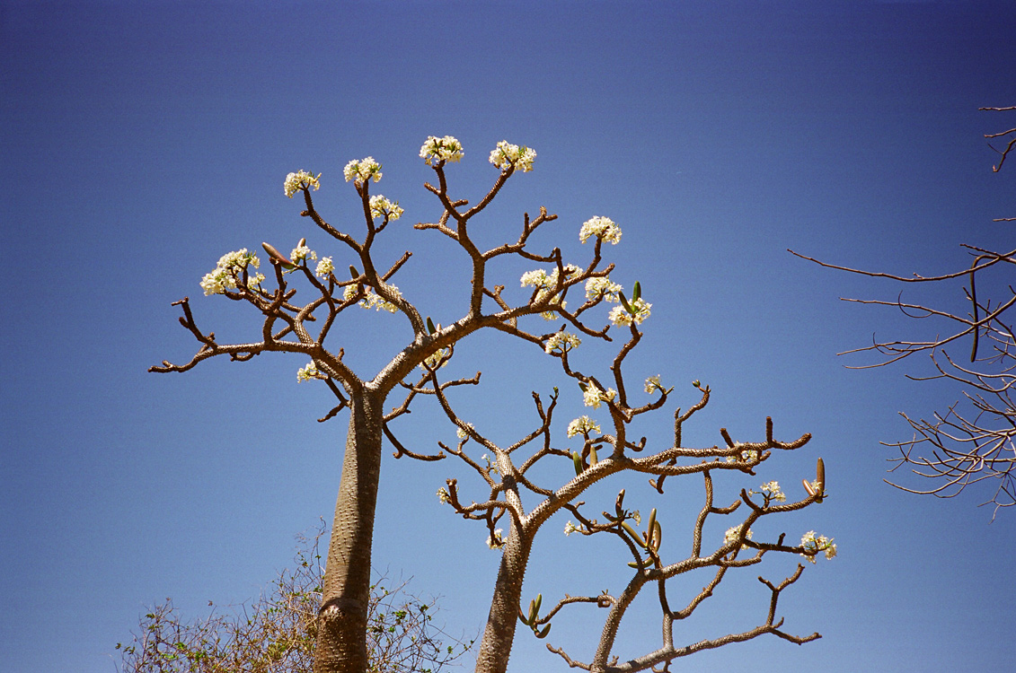 Madagascar, 2010