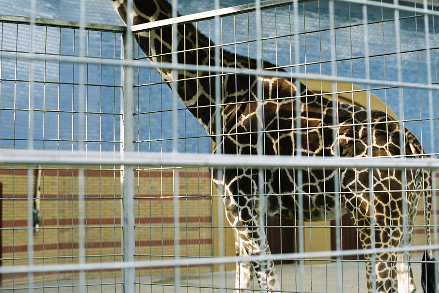 Berlin, february 2011