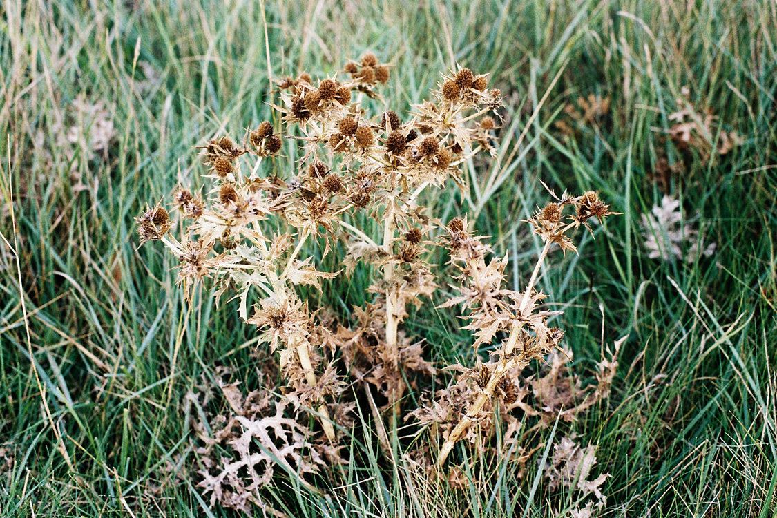 Azur, les Gl&eacute;nans, septembre 2011
