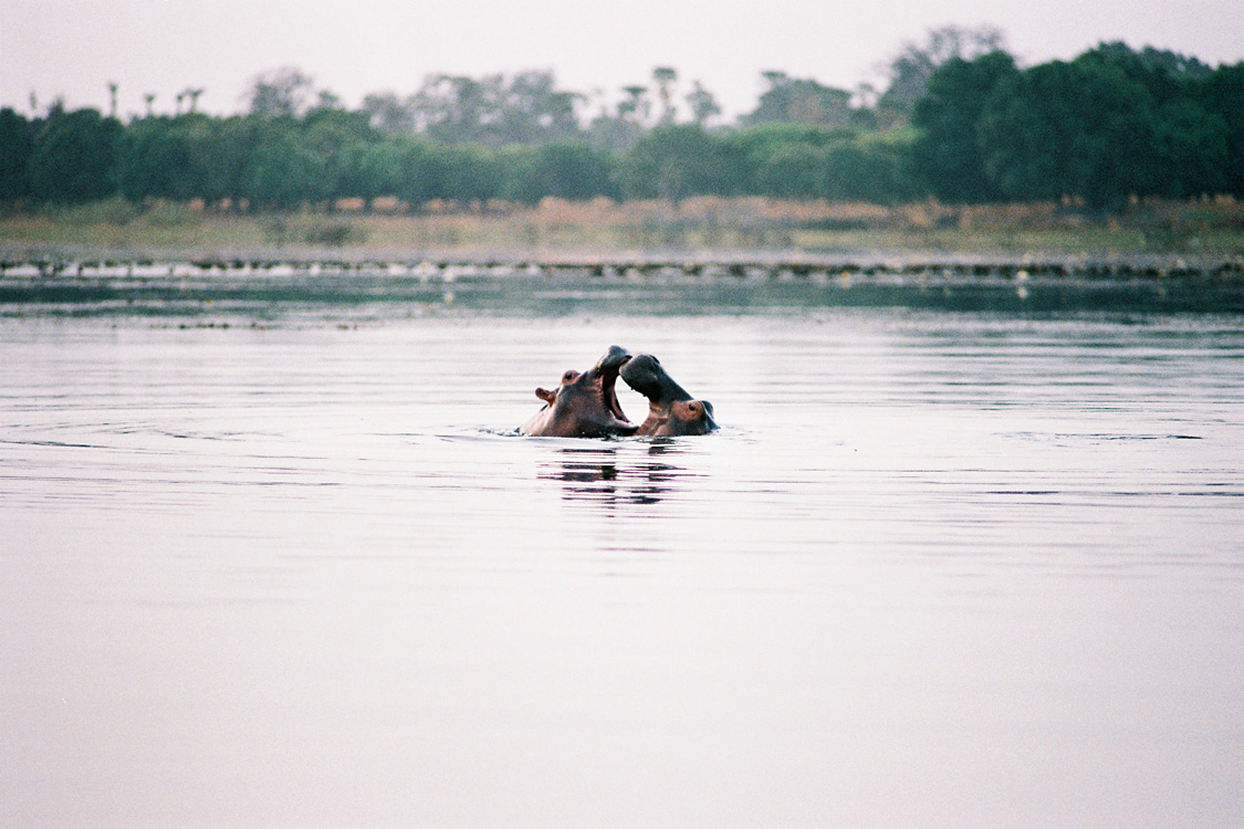 Lac aux hippopotames de Tangrela