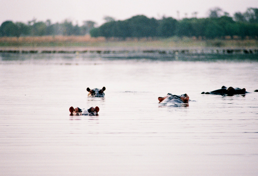 Lac aux hippopotames de Tangrela