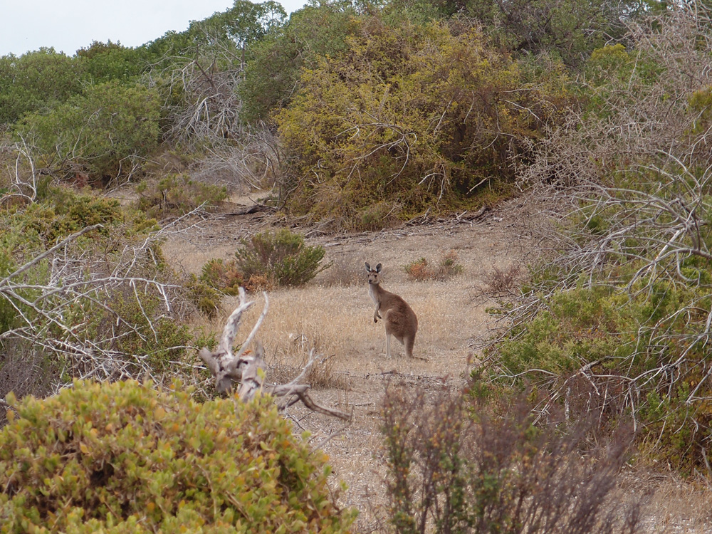 Australia, january 2015