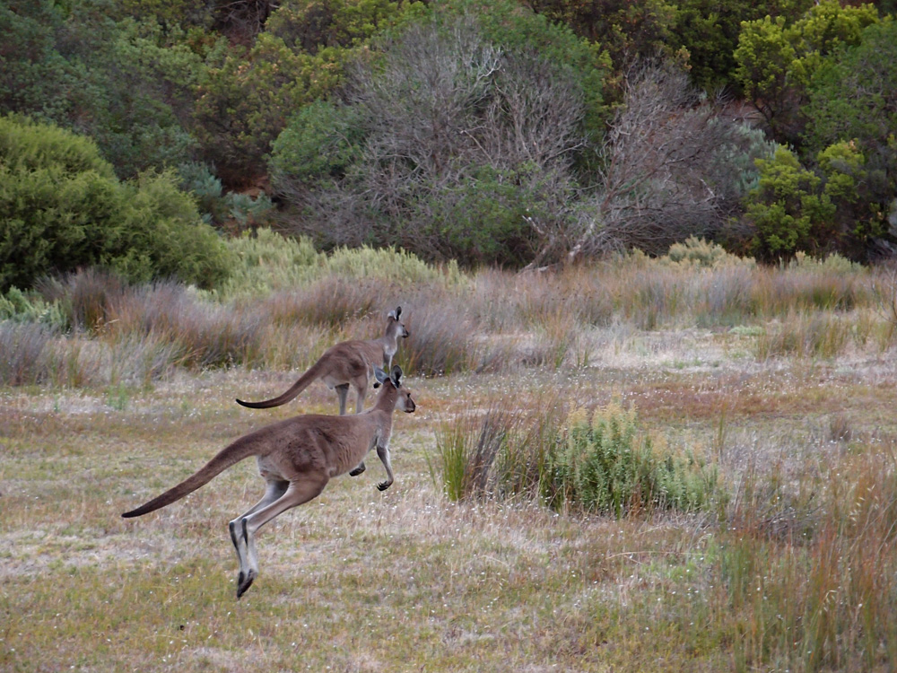 Australia, january 2015