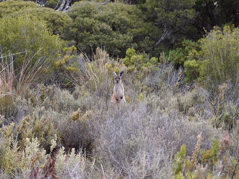 Australia, january 2015