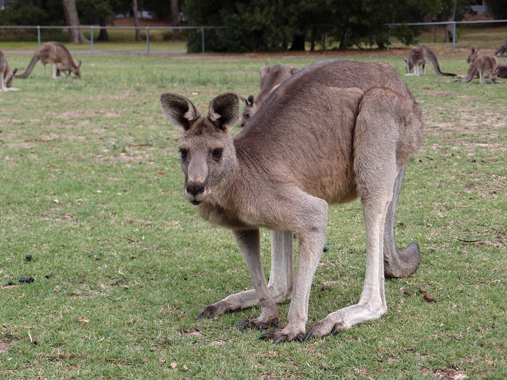 Australia, january 2015
