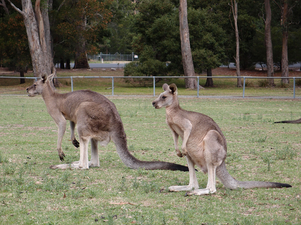 Australia, january 2015