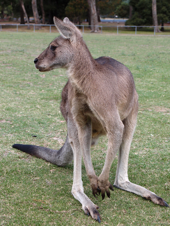 Australia, january 2015