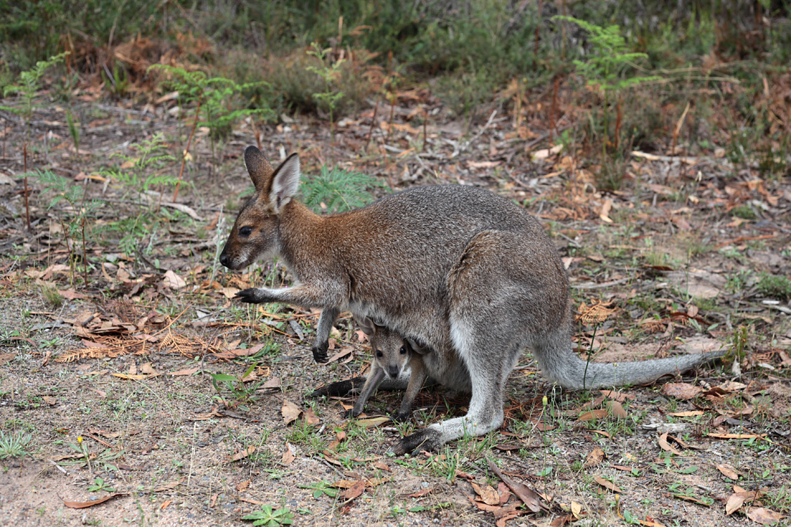 Australia, january 2015