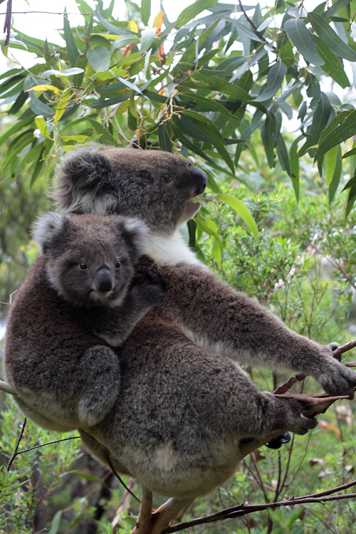Australia, january 2015