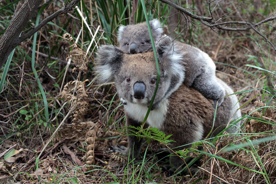Australia, january 2015