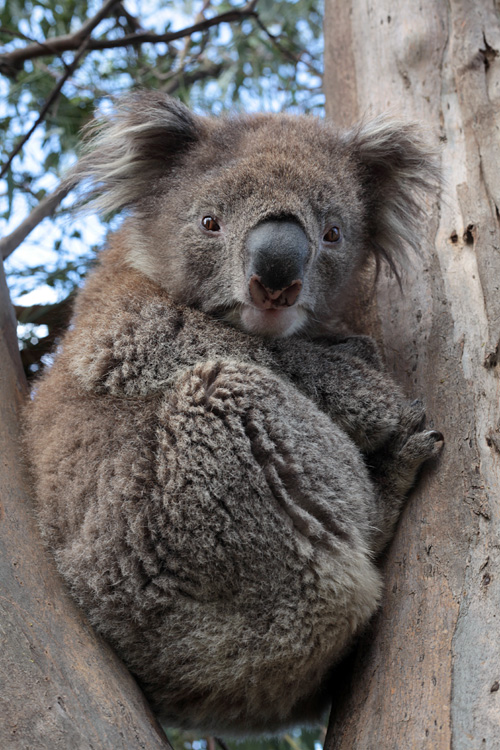 Australia, january 2015