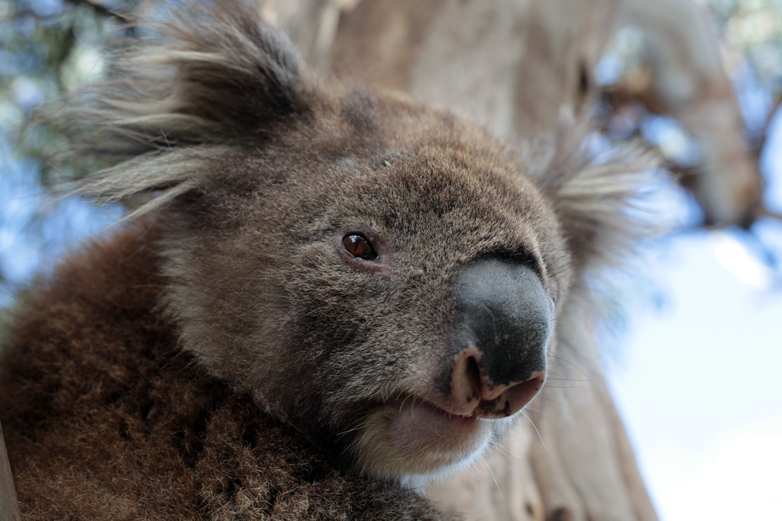 Australia, january 2015