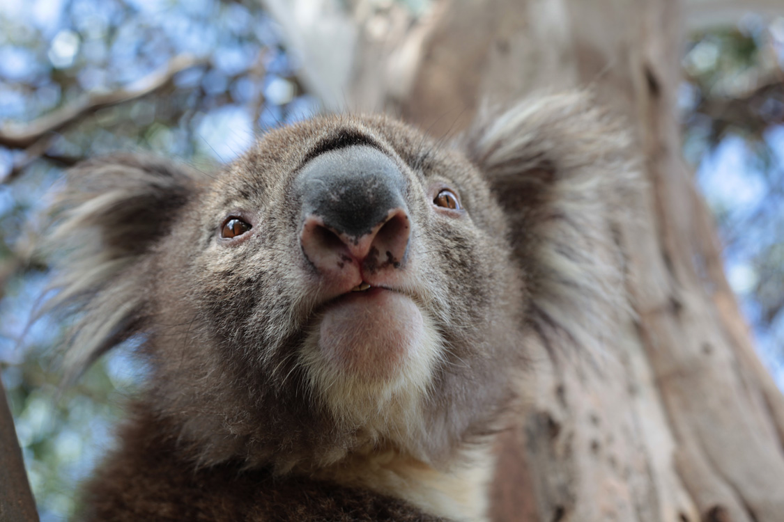 Australia, january 2015