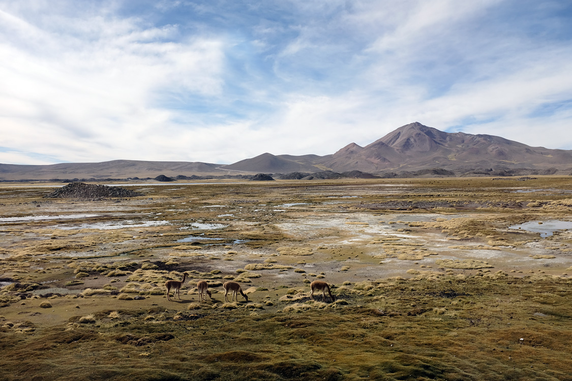 Vicunas in the wild, Road 11 around the Chungara lake (Parque Nacional Lauca)
