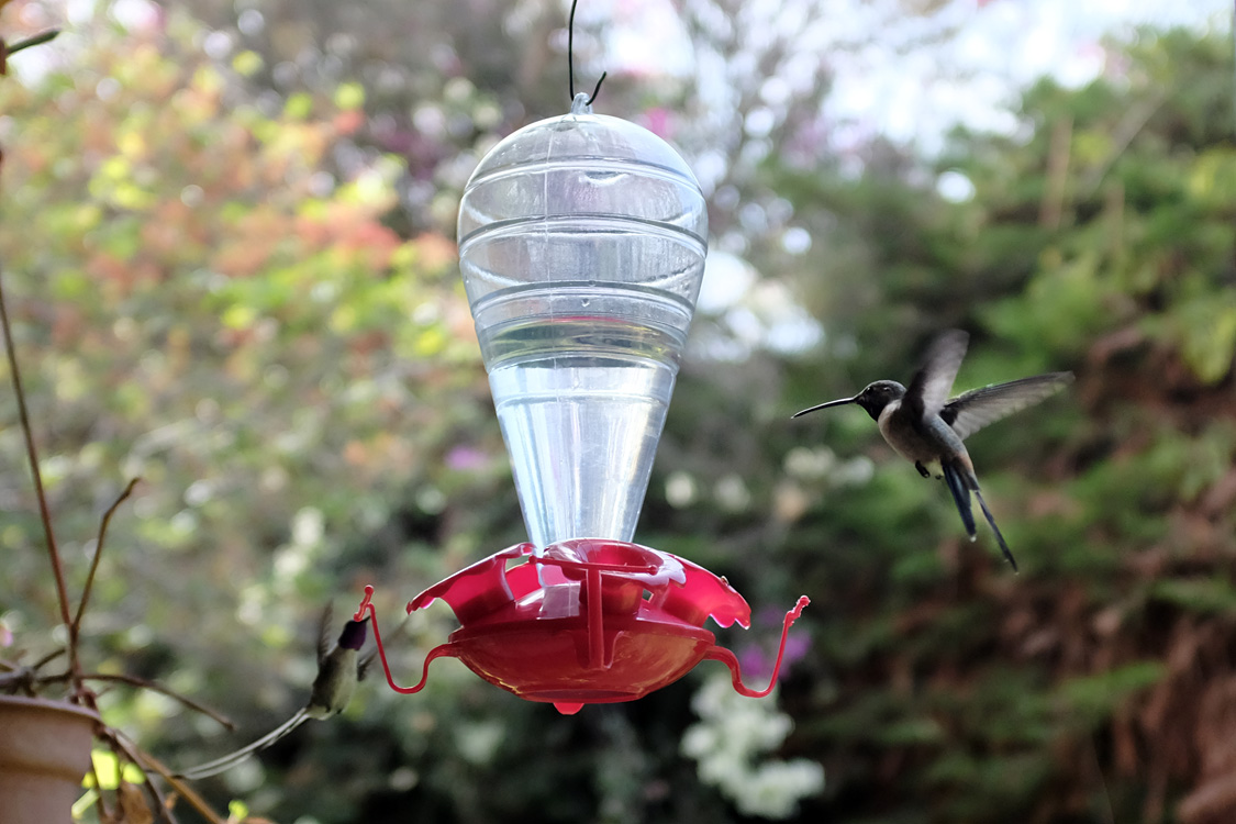 Hummingbird near Arica (Arica)
