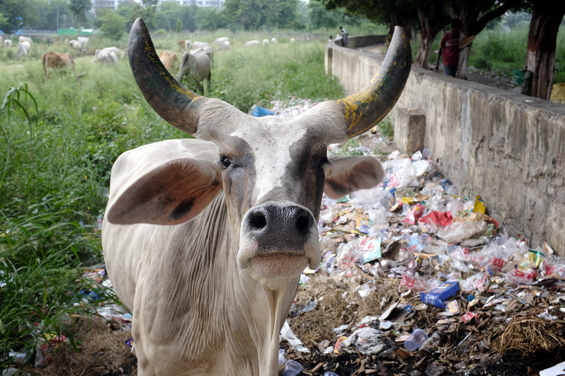 India, august 2019